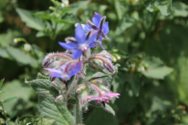 Çayırda bir yaz. Minimalist yaklaşım. Flora 'nın makrofotoğrafçılığı. Tomurcukları olan bitkisel bir ağaç. Yaban arısı bir çiçekten polen topluyor. Mor çiçekler tarlada. Bahçedeki çiçekte bir arı. Fotoğrafın yakın plan çekimi. 