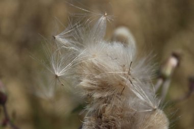 Rüzgarda savrulan kır çiçeği tohumları. Güzel doğa. Tohumlarla çoğalma. Arka plan bulanık. Çayırda bir yaz. Minimalist yaklaşım. Flora 'nın makrofotoğrafçılığı. Tomurcukları olan bitkisel ağaç.