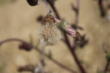 Rüzgarda savrulan kır çiçeği tohumları. Güzel doğa. Tohumlarla çoğalma. Arka plan bulanık. Çayırda bir yaz. Minimalist yaklaşım. Flora 'nın makrofotoğrafçılığı. Tomurcukları olan bitkisel ağaç.