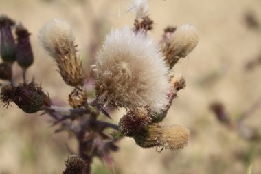 Rüzgarda savrulan kır çiçeği tohumları. Güzel doğa. Tohumlarla çoğalma. Arka plan bulanık. Çayırda bir yaz. Minimalist yaklaşım. Flora 'nın makrofotoğrafçılığı. Tomurcukları olan bitkisel ağaç.