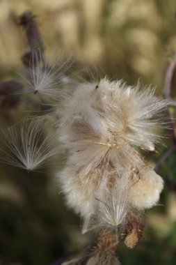 Rüzgarda savrulan kır çiçeği tohumları. Güzel doğa. Tohumlarla çoğalma. Arka plan bulanık. Çayırda bir yaz. Minimalist yaklaşım. Flora 'nın makrofotoğrafçılığı. Tomurcukları olan bitkisel ağaç.