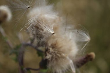 Kuru kır çiçeklerinin makrofotografı. Yazın çayır sahnesi. Flora 'nın gündüz görüntüsü. Arka plan bulanık. Kabarık tüylü çiçek kafa. Rüzgarlı bir hava. Minimalist yaklaşım. Tomurcukları olan bitkisel ağaç.