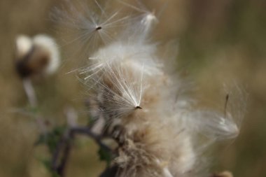 Kuru kır çiçeklerinin makrofotografı. Yazın çayır sahnesi. Flora 'nın gündüz görüntüsü. Arka plan bulanık. Kabarık tüylü çiçek kafa. Rüzgarlı bir hava. Minimalist yaklaşım. Tomurcukları olan bitkisel ağaç.