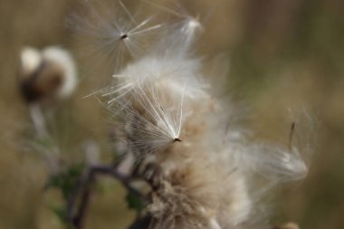 Kuru kır çiçeklerinin makrofotografı. Yazın çayır sahnesi. Flora 'nın gündüz görüntüsü. Arka plan bulanık. Kabarık tüylü çiçek kafa. Rüzgarlı bir hava. Minimalist yaklaşım. Tomurcukları olan bitkisel ağaç.