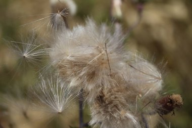 Kuru kır çiçeklerinin makrofotografı. Yazın çayır sahnesi. Flora 'nın gündüz görüntüsü. Arka plan bulanık. Kabarık tüylü çiçek kafa. Rüzgarlı bir hava. Minimalist yaklaşım. Tomurcukları olan bitkisel ağaç.