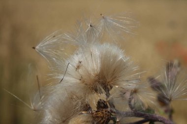 Kuru kır çiçeklerinin makrofotografı. Yazın çayır sahnesi. Flora 'nın gündüz görüntüsü. Arka plan bulanık. Kabarık tüylü çiçek kafa. Rüzgarlı bir hava. Minimalist yaklaşım. Tomurcukları olan bitkisel ağaç.