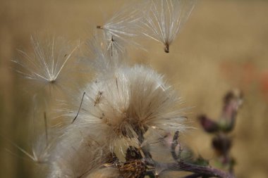 Kuru kır çiçeklerinin makrofotografı. Yazın çayır sahnesi. Flora 'nın gündüz görüntüsü. Arka plan bulanık. Kabarık tüylü çiçek kafa. Rüzgarlı bir hava. Minimalist yaklaşım. Tomurcukları olan bitkisel ağaç.