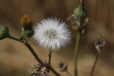 Kuru kır çiçeklerinin makrofotografı. Yazın çayır sahnesi. Flora 'nın gündüz görüntüsü. Arka plan bulanık. Kabarık tüylü çiçek kafa. Rüzgarlı bir hava. Minimalist yaklaşım. Tomurcukları olan bitkisel ağaç.