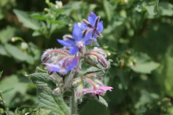 stock image A Bee on a blossom in the garden. Close-up of photo. Bumblebee on a purple flower in the meadow. Honeybee collecting pollen. Greenery in the background. Daylight photo. Amazing nature.