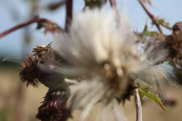 Száraz Vadvirágok Makrofotózása Meadow Jelenet Nyáron Flóra Nappali Fényképe Homályos — Stock Fotó