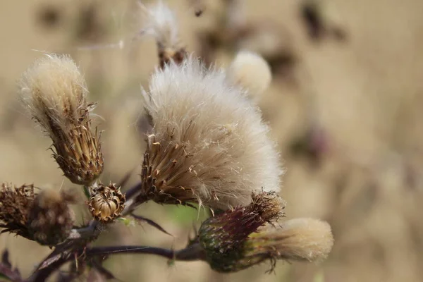 Květinová Semínka Větru Nádherná Příroda Šíření Semeny Rozmazané Pozadí Léto — Stock fotografie