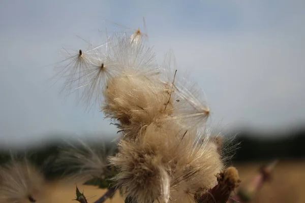 Насіння Дикої Квітки Вітрі Прекрасна Природа Розмноження Насінням Розмитий Фон — стокове фото
