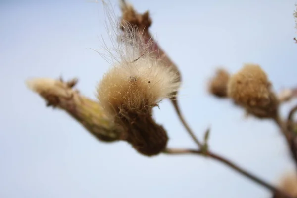風の中で野生の花の種 美しい自然 種子による伝播 背景がぼやけている 夏の牧草地で 最小限のアプローチ 植物のマクロ写真 蕾を持つ草本の木 — ストック写真