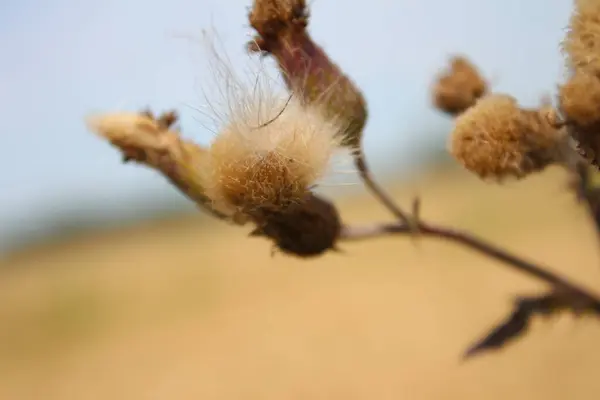 Насіння Дикої Квітки Вітрі Прекрасна Природа Розмноження Насінням Розмитий Фон — стокове фото