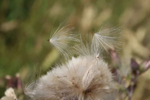Rüzgarda Savrulan Kır Çiçeği Tohumları Güzel Doğa Tohumlarla Çoğalma Arka — Stok fotoğraf
