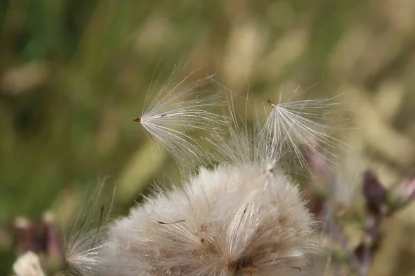 Rüzgarda Savrulan Kır Çiçeği Tohumları Güzel Doğa Tohumlarla Çoğalma Arka — Stok fotoğraf