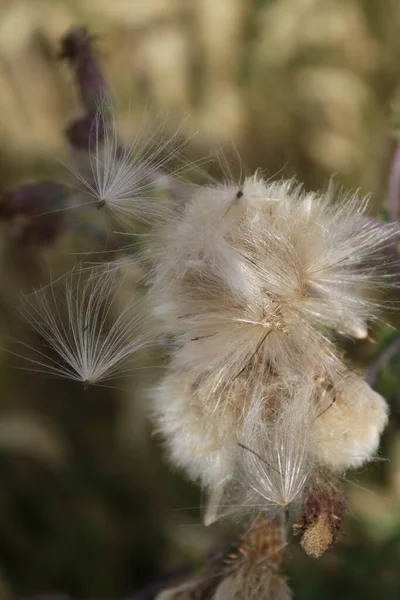 Květinová Semínka Větru Nádherná Příroda Šíření Semeny Rozmazané Pozadí Léto — Stock fotografie