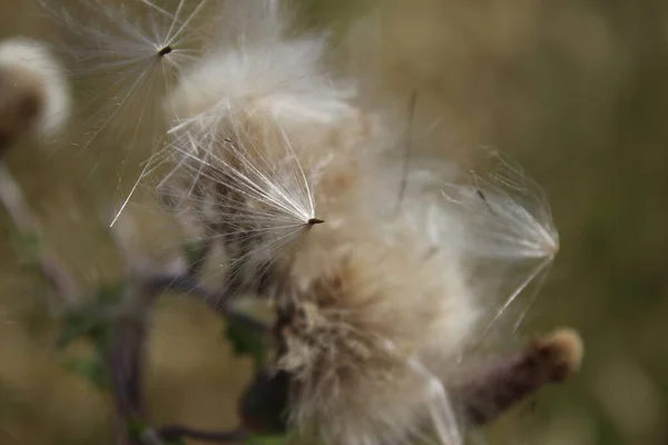 Trockene Makrofotografie Von Wildblumen Wiesenszene Sommer Tageslichtbild Der Flora Unscharfer — Stockfoto