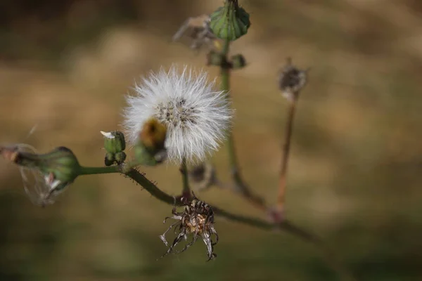 Makrofotografie Suchých Divokých Květin Meadow Scéna Létě Denní Obraz Flóry — Stock fotografie