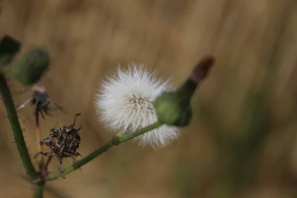 Száraz Vadvirágok Makrofotózása Meadow Jelenet Nyáron Flóra Nappali Fényképe Homályos — Stock Fotó