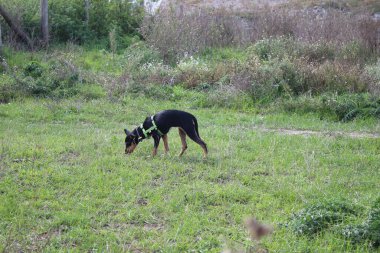 Çayırdaki köpek. Seçici odaklanma, yüzeysel alan derinliği. Bokeh efektli bir devedikeni bulanık görüntüsü. Tarlada devedikeni çiçeği, yakın plan. Arka planda yeşil çimenler var. Doğal ortam.