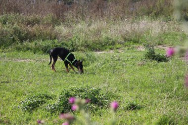 Çayırdaki köpek. Seçici odaklanma, yüzeysel alan derinliği. Bokeh efektli bir devedikeni bulanık görüntüsü. Tarlada devedikeni çiçeği, yakın plan. Arka planda yeşil çimenler var. Doğal ortam.