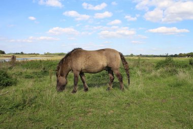 Manzara fotoğrafçılığı. Minimalist yaklaşım. Yeşil çimenler. Çalı bitkileri. Arka planda mavi gökyüzü. Güzel doğa. Sonbahar sahnesi. Beyaz Bulut oyunu. Yumuşak yastıklar. Özgürlük için. Hayvanlarla otlamak. Güneşli bir günde atlar. 