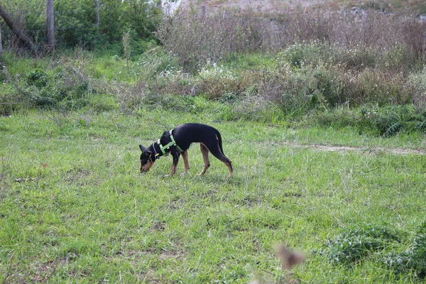 狗在草地上 选择性聚焦 浅层深度场 一种具有防腐效果的菊花模糊的图像 田里的菊花 背景是绿草 自然环境 — 图库照片