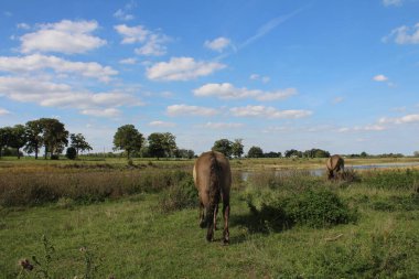 Manzara fotoğrafçılığı. Minimalist yaklaşım. Yeşil çimenler. Çalı bitkileri. Arka planda mavi gökyüzü. Güzel doğa. Sonbahar sahnesi. Beyaz Bulut oyunu. Yumuşak yastıklar. Özgürlük için. Hayvanlarla otlamak. Güneşli bir günde atlar. 