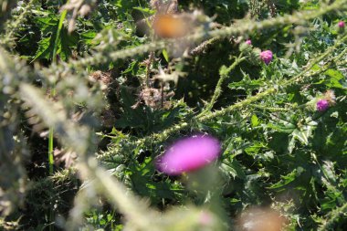 Rüzgarda savrulan kır çiçeği. Güzel doğa. Tohumlarla çoğalma. Arka plan bulanık. Çayırda bir yaz. Minimalist yaklaşım. Flora 'nın makrofotoğrafçılığı. Tomurcukları olan bitkisel bir ağaç. Mor çiçekler..