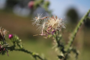 Dikenli devedikeni bitkisi. Dikenli dulavrat otu dalı. Arka planda bulanık yeşillik. Çiçek açan bitkiler. Yakın plan fotoğraflar. Pembe çiçekler var. Güzel doğa. Tohumlarla çoğalma. Rüzgarda savrulan kır çiçeği tohumları. 