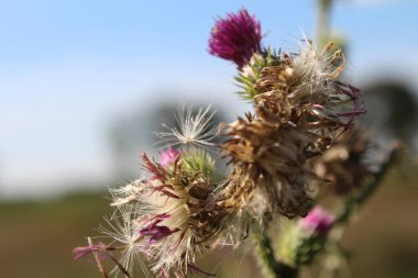 Rüzgarda savrulan kır çiçeği tohumları. Güzel doğa. Tohumlarla çoğalma. Arka plan bulanık. Çayırda bir yaz. Minimalist yaklaşım. Flora 'nın makrofotoğrafçılığı. Tomurcukları olan bitkisel bir ağaç. Mavi gökyüzü ve beyaz bulutlar.