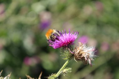 Rüzgarda savrulan kır çiçeği tohumları. Güzel doğa. Tohumlarla çoğalma. Arka plan bulanık. Çayırda bir yaz. Minimalist yaklaşım. Flora 'nın makrofotoğrafçılığı. Arılı otçul bitki. Böcek resmi.