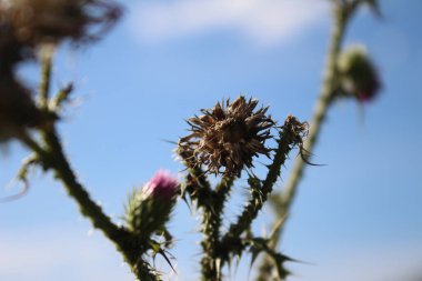 Rüzgarda savrulan kır çiçeği tohumları. Güzel doğa. Tohumlarla çoğalma. Arka plan bulanık. Çayırda bir yaz. Minimalist yaklaşım. Flora 'nın makrofotoğrafçılığı. Tomurcukları olan bitkisel bir ağaç. Mavi gökyüzü ve beyaz bulutlar.