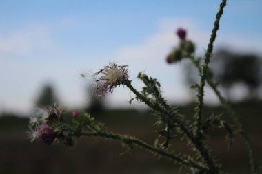 Rüzgarda savrulan kır çiçeği tohumları. Güzel doğa. Tohumlarla çoğalma. Arka plan bulanık. Çayırda bir yaz. Minimalist yaklaşım. Flora 'nın makrofotoğrafçılığı. Tomurcukları olan bitkisel bir ağaç. Mavi gökyüzü ve beyaz bulutlar.