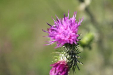 Dikenli dulavrat otu dalı. Minimalist yaklaşım. Yeşil çimenler. Çalı bitkileri. Çiçek açan bitkiler. Yakın plan fotoğraflar. Pembe çiçekler var. Arka planda bulanık yeşillik. İlaç fabrikası. Mor kır çiçekleri. Dikenli bitki..