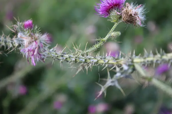 Wildblumensamen Wind Schöne Natur Vermehrung Durch Saatgut Unscharfer Hintergrund Sommer — Stockfoto
