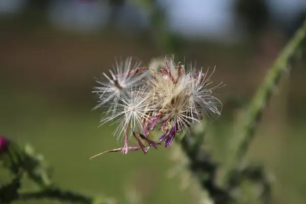 Φυτό Γαϊδουράγκαθο Αγκάθια Κομψό Κλαδί Κότας Θολή Πρασινάδα Στο Βάθος — Φωτογραφία Αρχείου