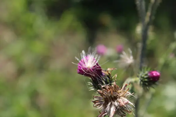 Nasiona Dzikich Kwiatów Wietrze Piękna Natura Rozmnażanie Przez Nasiona Zamazane — Zdjęcie stockowe