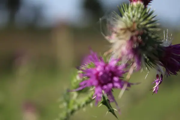 Thornyho Lopuková Větev Minimalistický Přístup Zelená Tráva Křovinaté Rostliny Kvetoucí — Stock fotografie