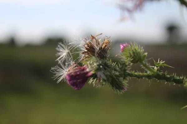 Vildblomsfrön Vinden Vacker Natur Förökning Med Frön Oklar Bakgrund Sommar — Stockfoto