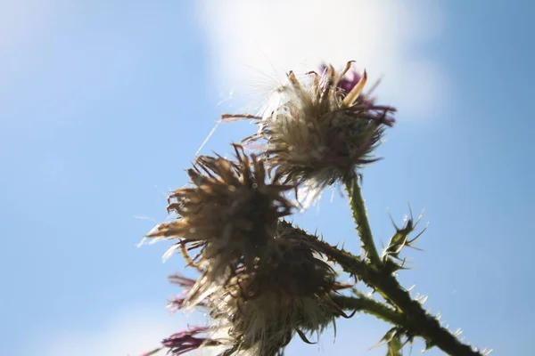 野花种子在风中飘扬 美丽的大自然由种子传播 模糊的背景 夏天在草地上最低限度的方法 植物区系宏观摄影 有芽的草本植物 蓝天白云 — 图库照片