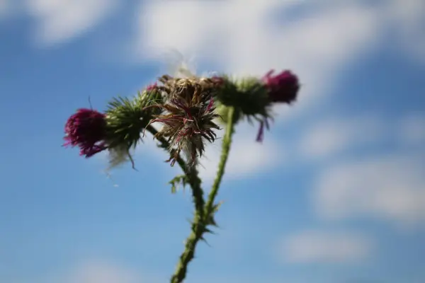 Wilde Bloempitten Wind Prachtige Natuur Voortplanting Door Zaden Wazige Achtergrond — Stockfoto