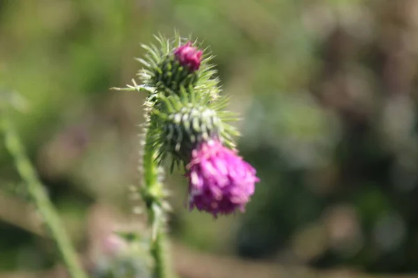 Thornyho Lopuková Větev Minimalistický Přístup Zelená Tráva Křovinaté Rostliny Kvetoucí — Stock fotografie