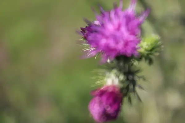 Dorniger Klettenzweig Minimalistischer Ansatz Grünes Gras Buschige Pflanzen Blühende Pflanzen — Stockfoto