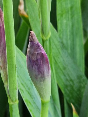 Mor çiçekler. Iris makrofotoğrafçılık. Çok doğal. Ekoloji. Biyoloji. Çiçekçilik. Bitkisel bitki. Minimalist yaklaşım. Açık havada. Bahar sahnesi. Parlak renk. Yeşil ve mor. Tomurcuklar ve yapraklar.