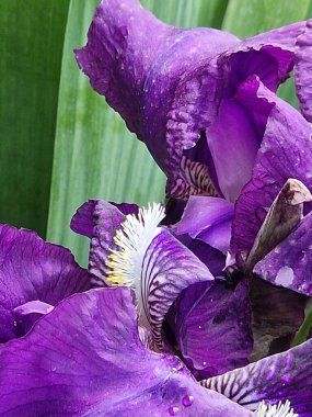 Mor çiçekler. Iris makrofotoğrafçılık. Çok doğal. Ekoloji. Biyoloji. Çiçekçilik. Bitkisel bitki. Çiçek açan güzel bir bitki. Açık havada. Bahar sahnesi. Parlak renk. Yeşil ve mor. Yapraklar ve yapraklar. Yağmur damlaları.