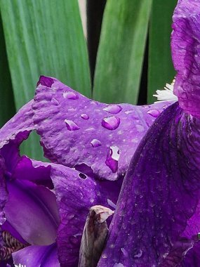 Mor çiçekler. Iris makrofotoğrafçılık. Çok doğal. Ekoloji. Biyoloji. Çiçekçilik. Bitkisel bitki. Çiçek açan güzel bir bitki. Açık havada. Bahar sahnesi. Parlak renk. Yeşil ve mor. Yapraklar ve yapraklar.