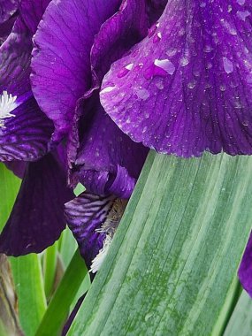 Mor çiçekler. Iris makrofotoğrafçılık. Çok doğal. Ekoloji. Biyoloji. Çiçekçilik. Bitkisel bitki. Çiçek açan güzel bir bitki. Açık havada. Bahar sahnesi. Parlak renk. Yeşil ve mor. Yapraklar ve yapraklar.