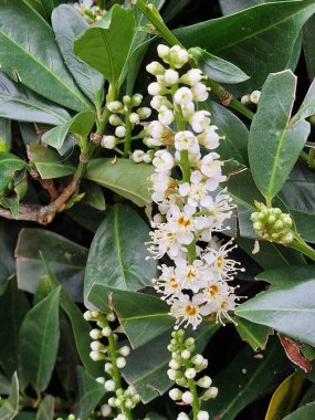 Beyaz çiçek açan ağaç. Çiçek açan bitki. Pistil ve stamen. Çiçek kafalı. Beyaz yapraklar. Bahar sahnesi. Yeşil yapraklar. Yeşillik. Doğal desen. Çiçek. Doğal ortam. Ekoloji. Biyoloji. Botanik. Güzellik.